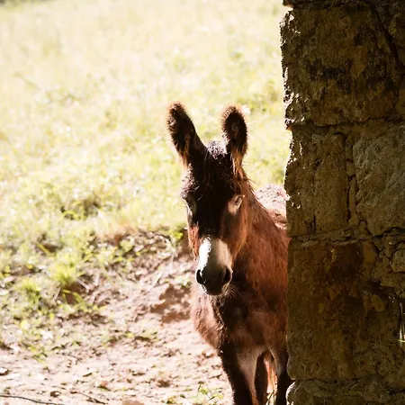 Domaine Solio - Confort, Nature, Anes Et Chevres Ferienhaus *
